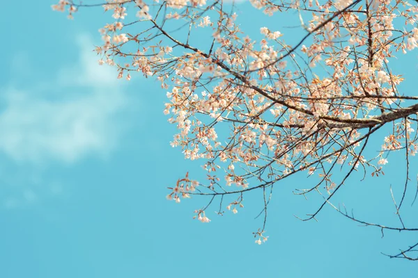 Wild Himalayan Cherry spring blossom — Stock Photo, Image