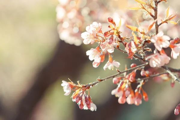 Fiore selvatico di ciliegio himalayano — Foto Stock