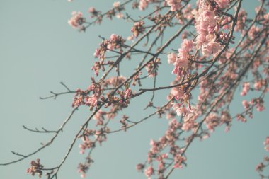 Japonya 'da kiraz çiçeği.