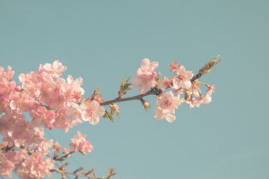 Japonya 'da kiraz çiçeği.