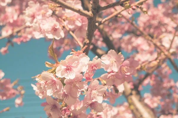 Άνθος κερασιάς sakura στην Ιαπωνία — Φωτογραφία Αρχείου