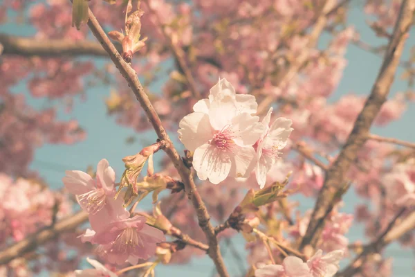 Fleur de cerisier sakura au Japon — Photo