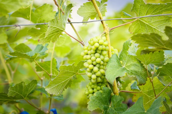 Branche jeunes raisins sur vigne dans le vignoble — Photo