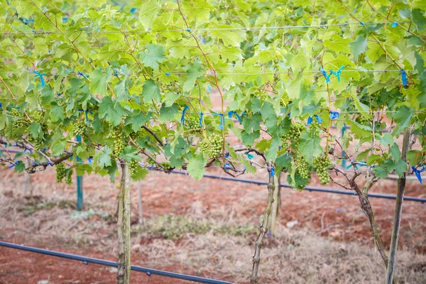 Ramo de uvas jóvenes en vid en viñedo — Foto de Stock