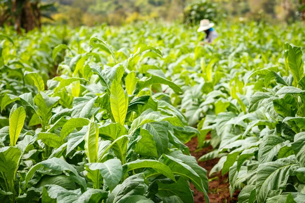 Thai woman put Insecticide and fertilizer in tobacco plant — Stock Photo, Image