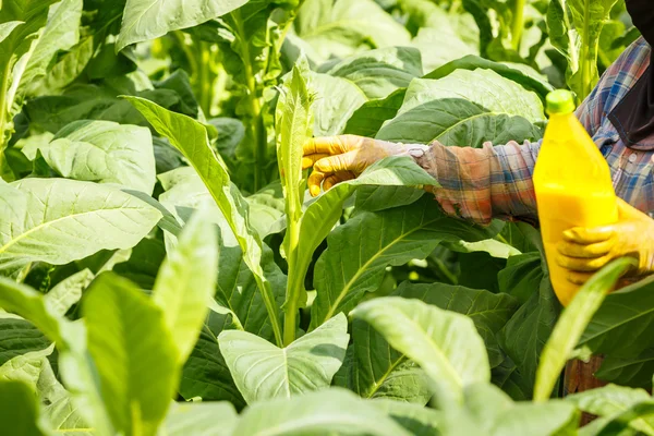 Thaise vrouw zetten Insecticide en kunstmest in de Tabaksplant — Stockfoto