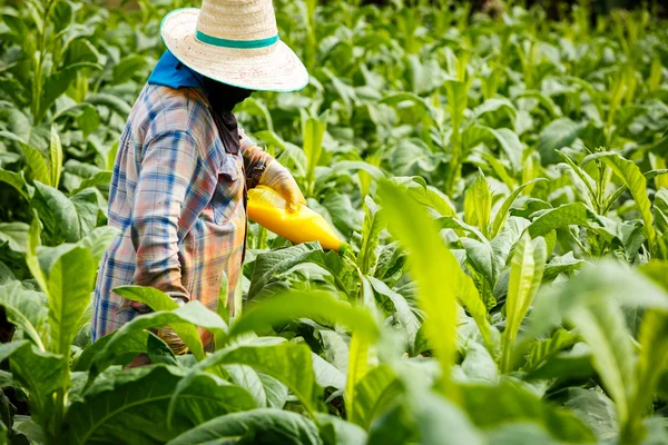 Thajská žena insekticidů a hnojiv v tabákové továrně — Stock fotografie