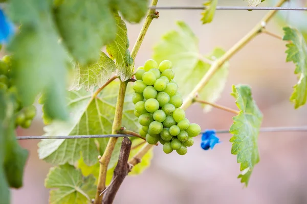 Branche jeunes raisins sur vigne dans le vignoble — Photo