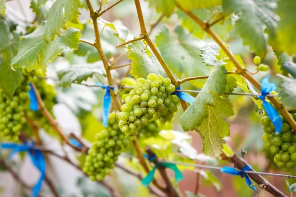 Ramo uvas jovens na vinha na vinha — Fotografia de Stock