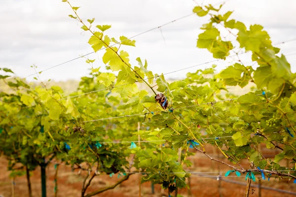 Branch young grapes on vine in vineyard — Stock Photo, Image