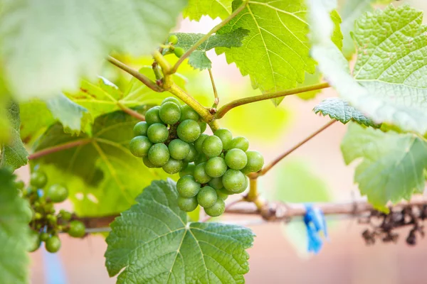 Ramo uvas jovens na vinha na vinha — Fotografia de Stock