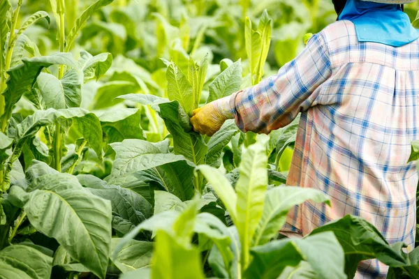 タイの女性はタバコ植物の殺虫剤や肥料を入れて — ストック写真