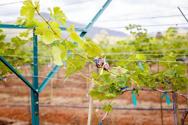 Ramo de uvas jóvenes en vid en viñedo — Foto de Stock