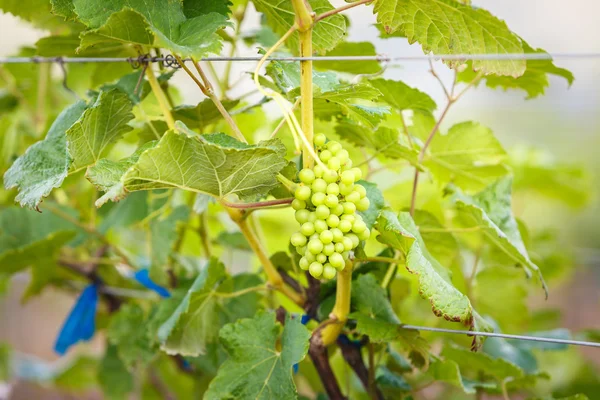 Ramo uvas jovens na vinha na vinha — Fotografia de Stock