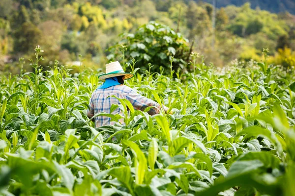 Mujer tailandesa puso insecticida y fertilizante en planta de tabaco —  Fotos de Stock