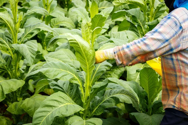 Thaise vrouw zetten Insecticide en kunstmest in de Tabaksplant — Stockfoto