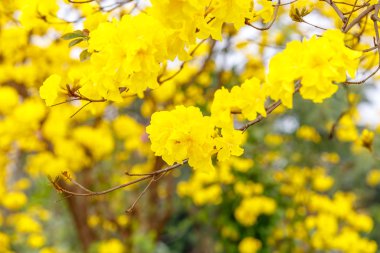 Beyaz zemin üzerine sarı tabebuia çiçek çiçek