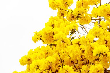 Yellow tabebuia flower blossom on white background clipart