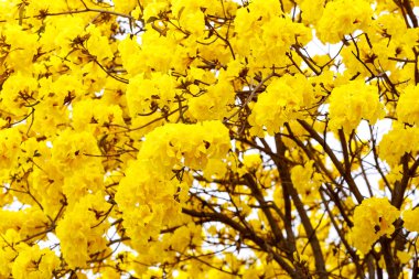 Beyaz zemin üzerine sarı tabebuia çiçek çiçek