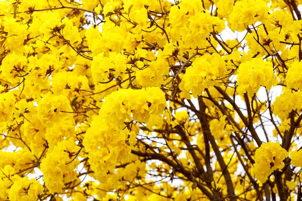 Yellow tabebuia flower blossom on white background — Stock Photo, Image