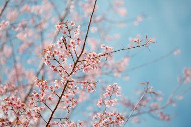 vahşi Himalaya kiraz bahar çiçeği