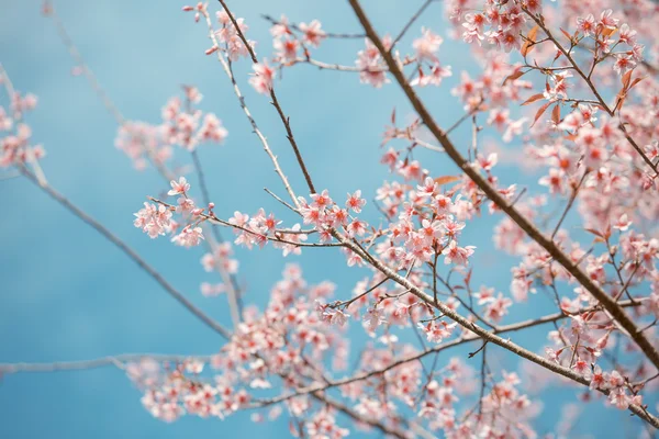 Fiore selvatico di ciliegio himalayano — Foto Stock