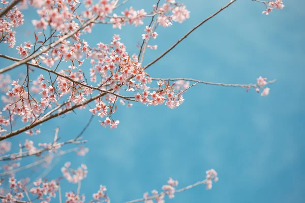 Flor selvagem da primavera da cereja do Himalaia — Fotografia de Stock