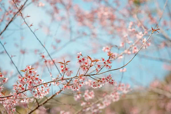 Třešeň divoká himálajské jarní květy — Stock fotografie