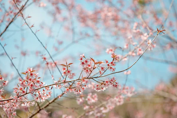 野生喜马拉雅山樱桃春天开花 — 图库照片