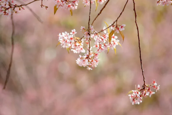 Himalaya sauvage Fleur de printemps de cerisier — Photo