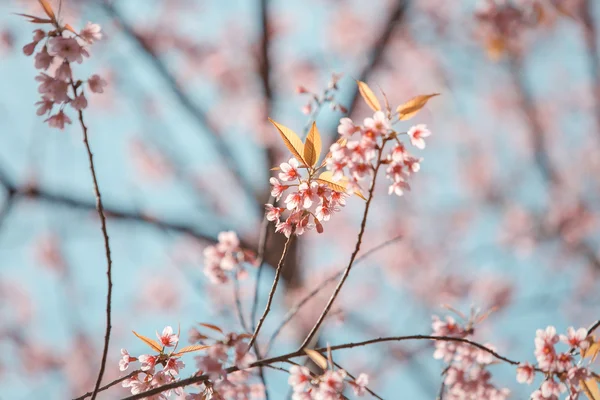 Flor de primavera de cerezo del Himalaya salvaje —  Fotos de Stock