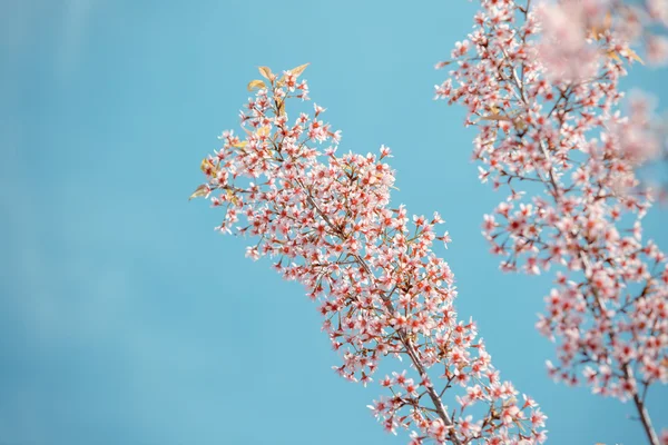 Fiore selvatico di ciliegio himalayano — Foto Stock