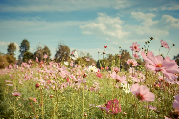 Kosmos bloem bloeien in tuin — Stockfoto