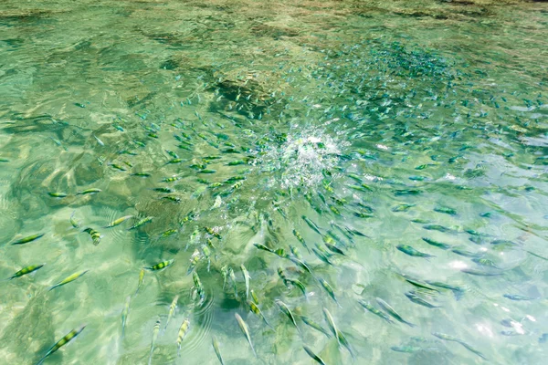 タイ、クラビの海の海の魚 — ストック写真