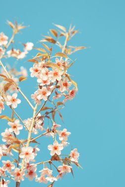 vahşi Himalaya kiraz bahar çiçeği