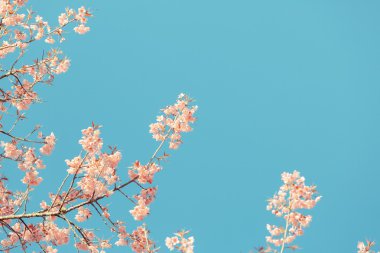 vahşi Himalaya kiraz bahar çiçeği