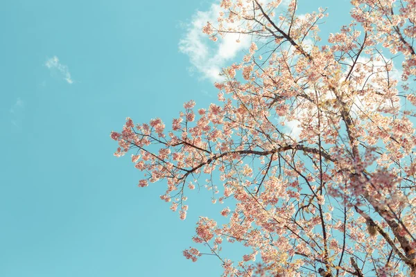 Flor selvagem da primavera da cereja do Himalaia — Fotografia de Stock