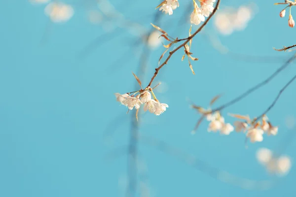 Flor selvagem da primavera da cereja do Himalaia — Fotografia de Stock