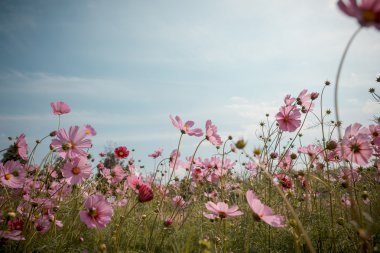 Cosmos çiçek çiçek bahçesinde