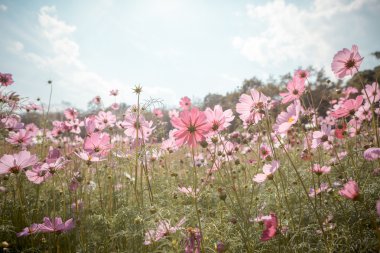 Cosmos çiçek çiçek bahçesinde