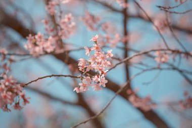 vahşi Himalaya kiraz bahar çiçeği