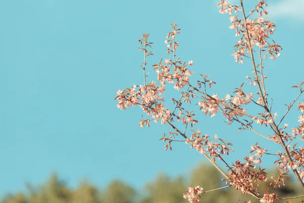 Wild Himalaya cherry voorjaar bloeien — Stockfoto