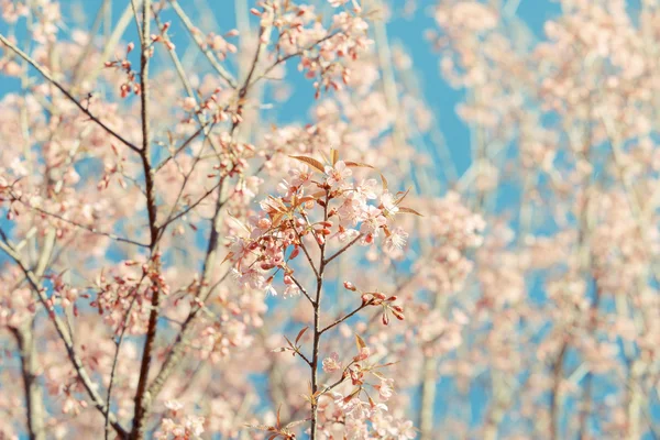Wilde Himalaya-Kirsche Frühlingsblüte — Stockfoto