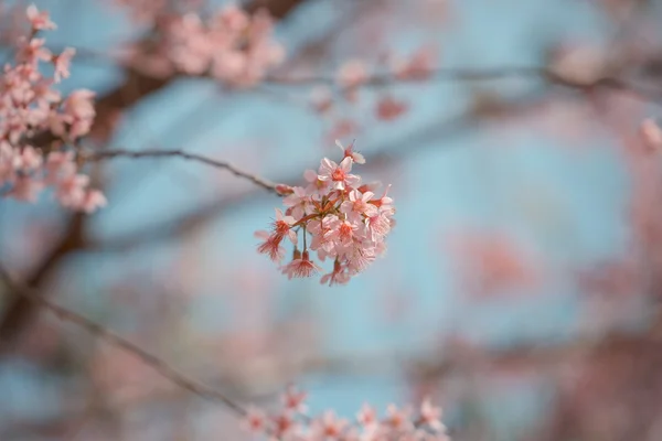 野生喜马拉雅山樱桃春天开花 — 图库照片