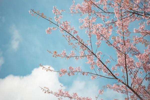 Wilde Himalaya-Kirsche Frühlingsblüte — Stockfoto