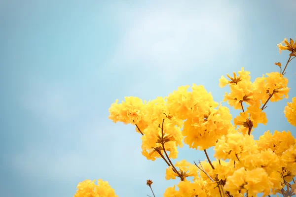 Цветок жёлтой табебуи — стоковое фото