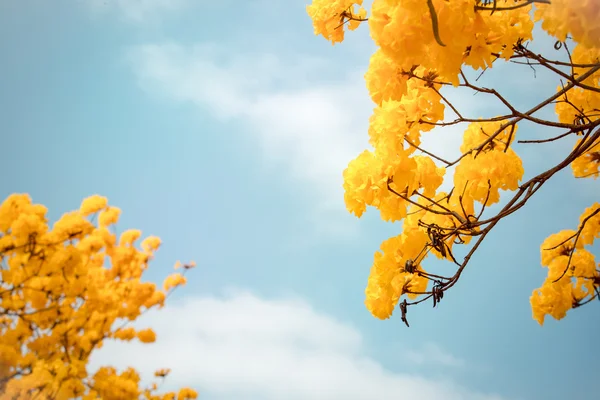 Gele tabebuia bloem bloesem — Stockfoto