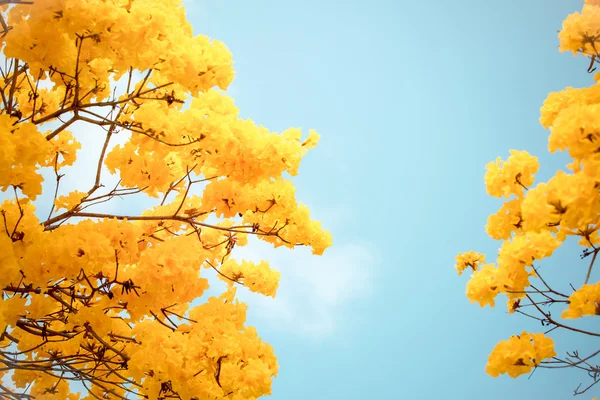 Gele tabebuia bloem bloesem — Stockfoto