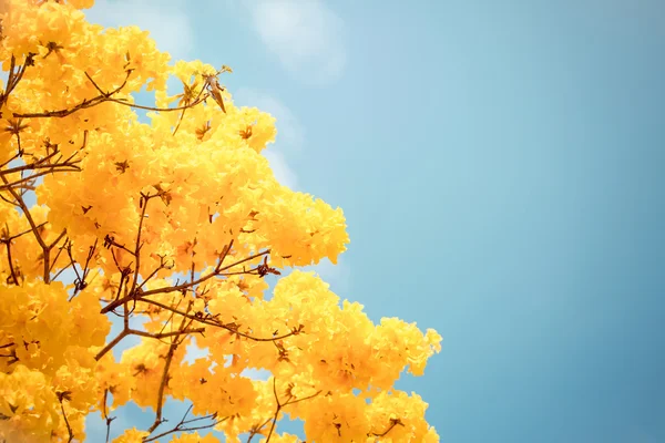 Gele tabebuia bloem bloesem — Stockfoto