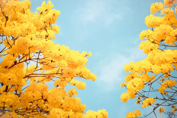 Gele tabebuia bloem bloesem — Stockfoto